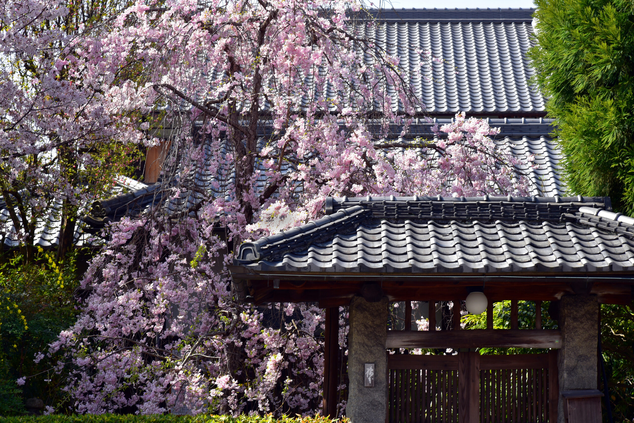 桜02