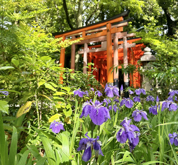 イチハツの花