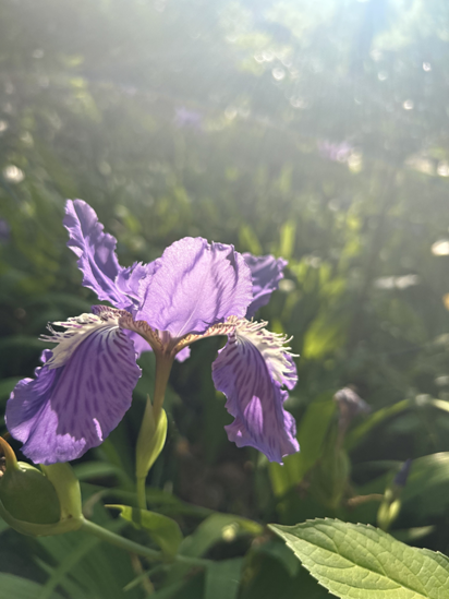 イチハツの花