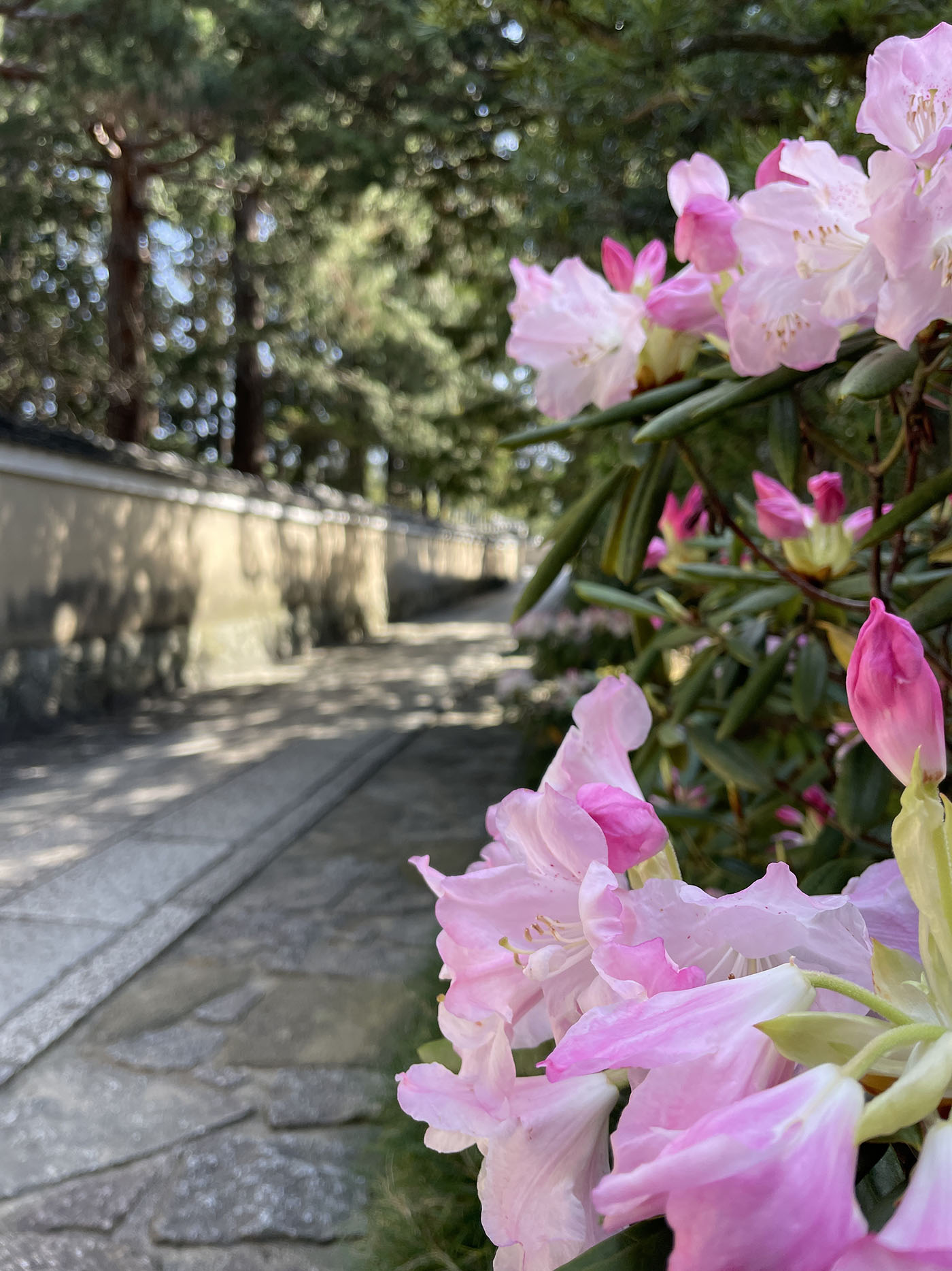 法堂周辺に咲き誇る色とりどりの牡丹や垣根の茶の木