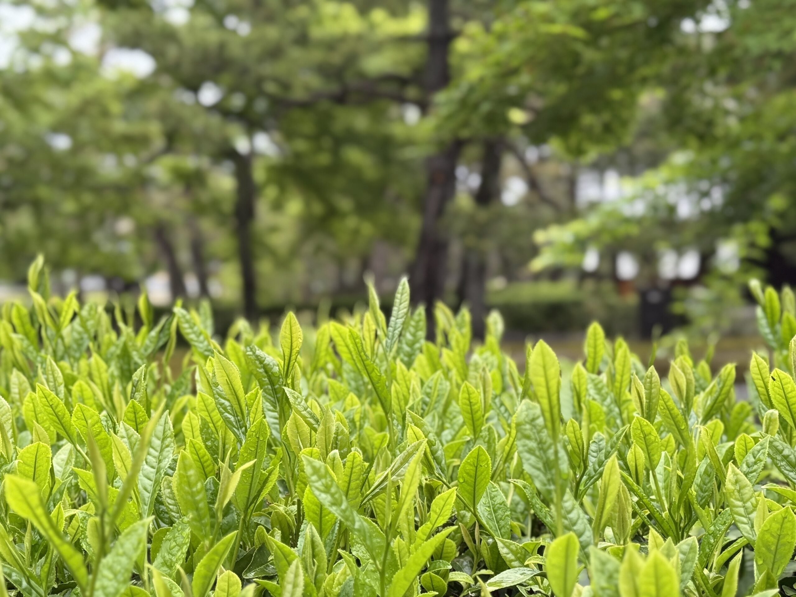 新茶が芽吹く建仁寺境内