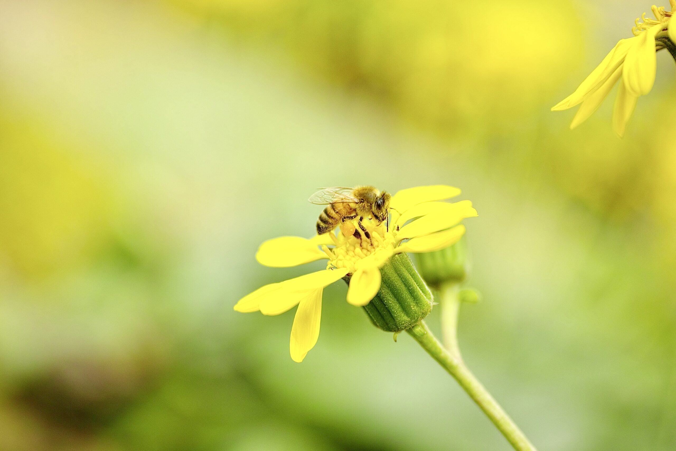 石蕗の花にとまるセイヨウミツバチ