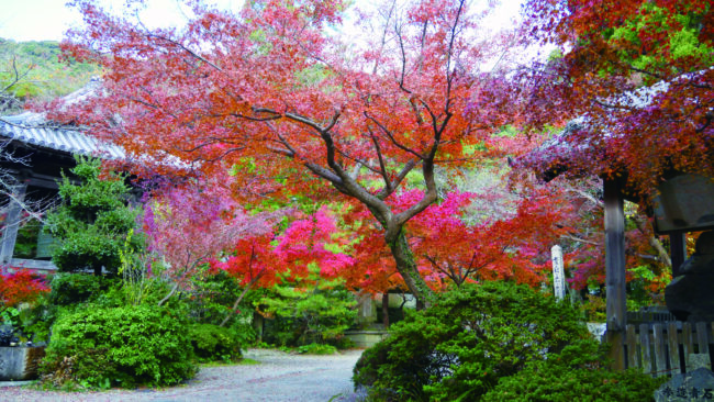 さあ、きもので！in徳島～紅葉に彩られた瑞巌寺と、旬の味覚を楽しむ秋～